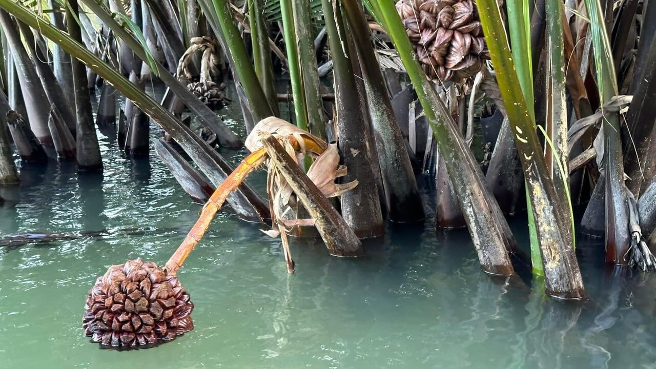 hoi an basket boat catching crabs